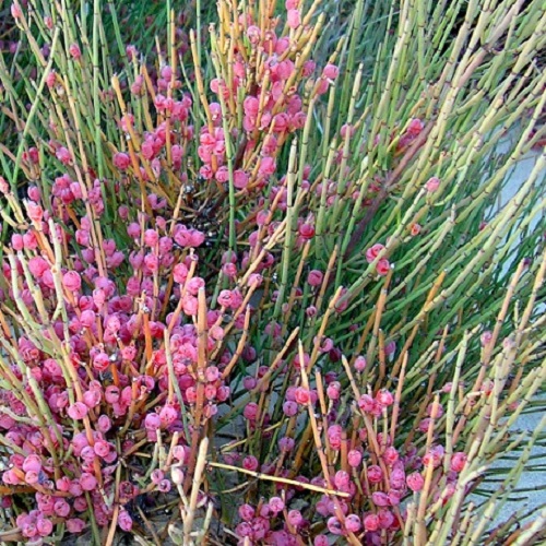 fruit Ephedra